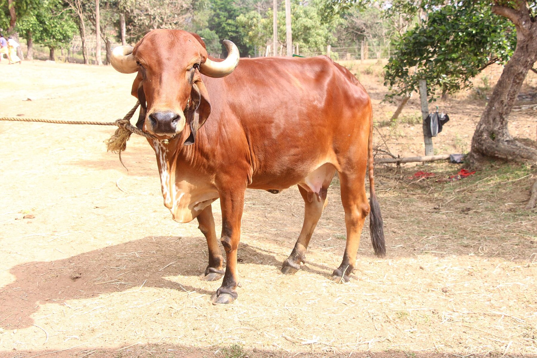A2 Gir cow at the Galactica farm