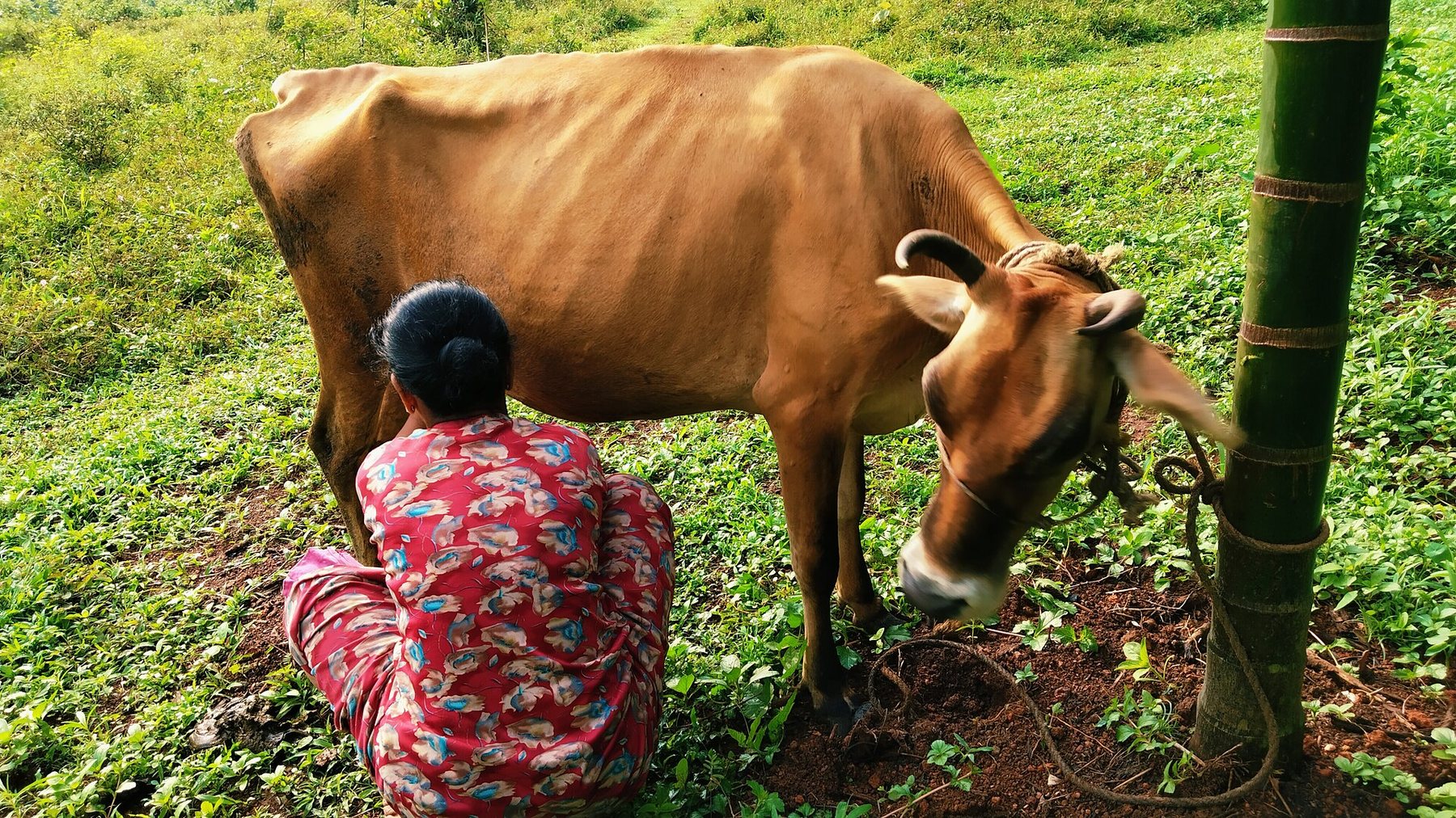 A caregiver hand-milking one of our Gir cows